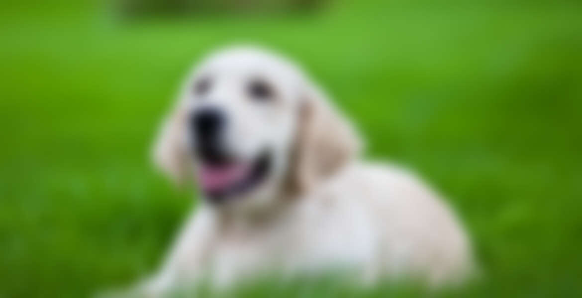 Grooming a Dog with Long Hair